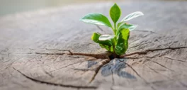 Crisis, oportunidad y resiliencia